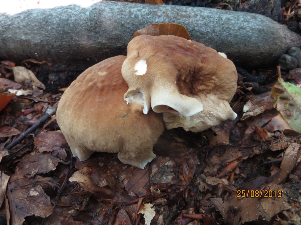 Polyporus sp